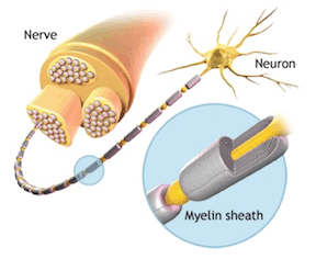 Figure 1: Myelin sheath on a peripheral dendrite, also known as a Schwann cell.