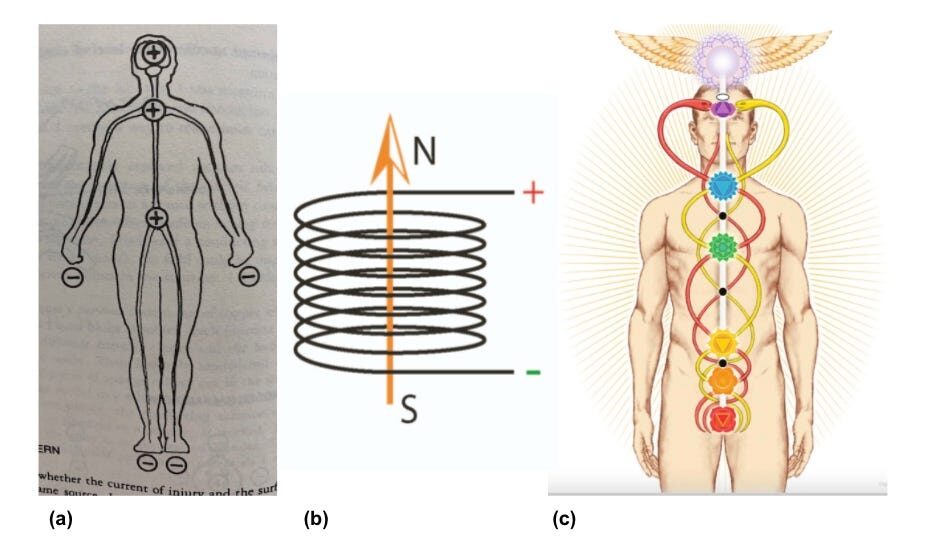 Figure 2: (a) Dr. Becker’s DC current with the negative pole at the perineum and the positive pole at the crown of the head (Becker, 1995). (b) Solenoid coil producing a toroidal magnetic field due to the Hall effect. (c) The yogic kundalini rising through the spine (Dale, 2008).