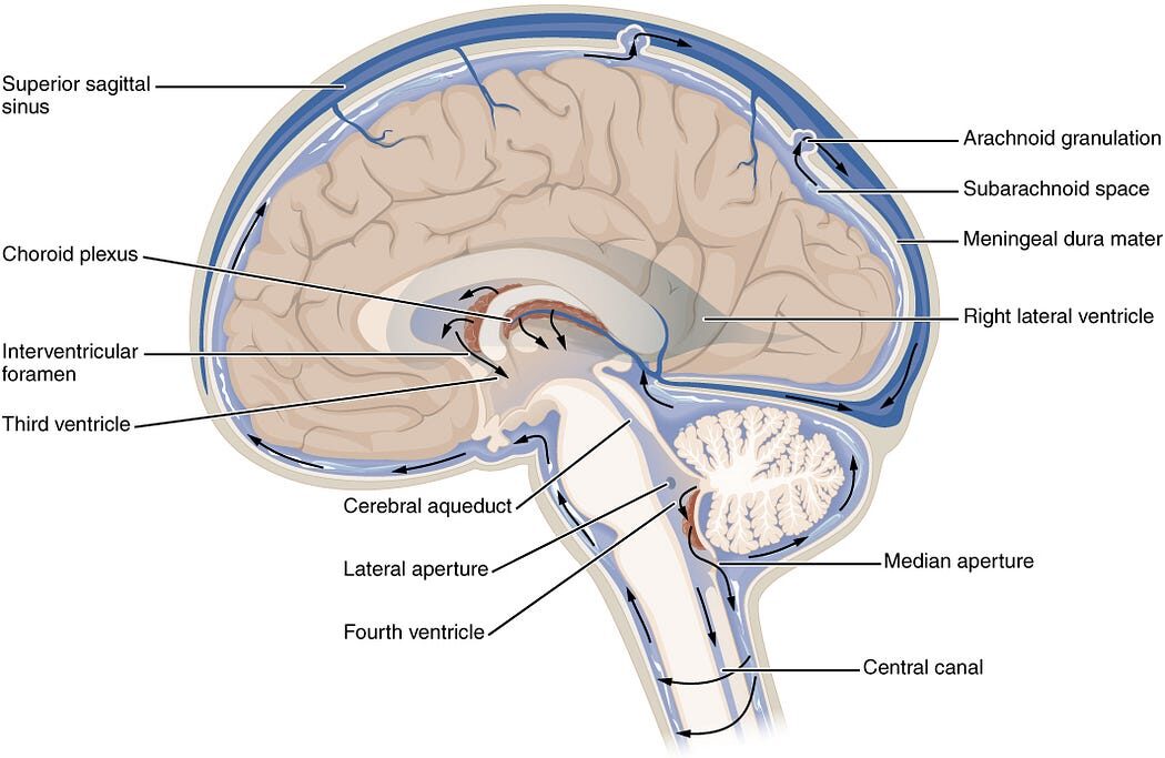 Figure 13: Flow of CSF through the brain.