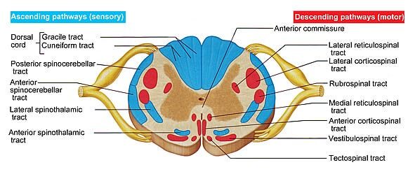 Figure 20: Cross-section of the afferent and efferent pathways in the white matter of the spinal cord.