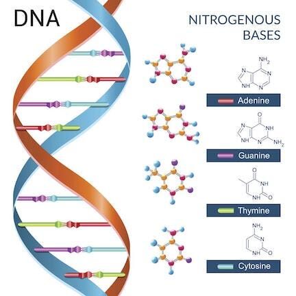 Figure 21: The structure of DNA. The double-helix is a stacked pair of solenoids with base-pairing that occurs through the middle channel.