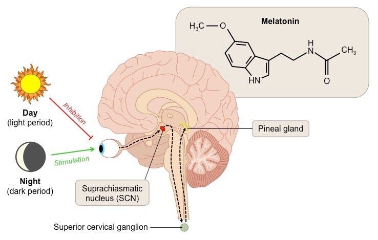 Figure 23: The pineal gland’s response to light.