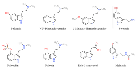 Figure 24: Tryptamine molecules, several of which are considered to be “classical psychedelics.” These are all broken down in the body rapidly by monoamine oxidase.