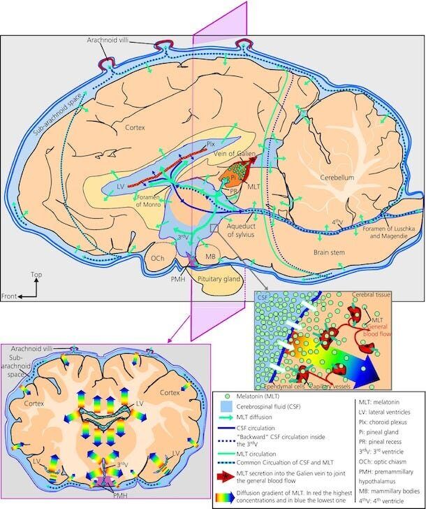 Figure 25: The pathways of melatonin upon being released from the pineal gland in a sheep brain.