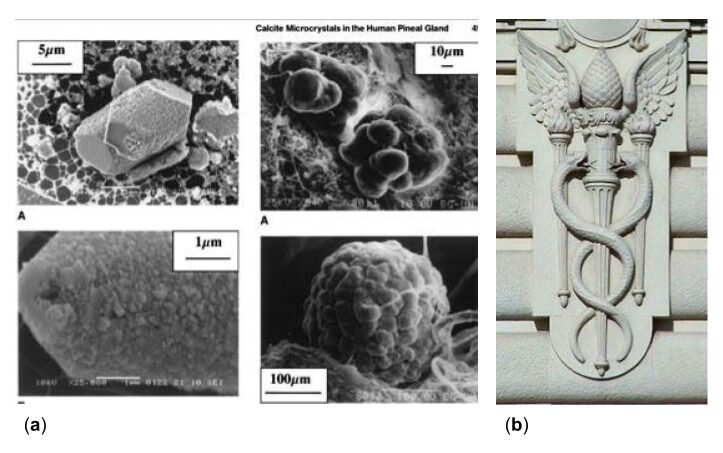 Figure 26: (a) Scanning electron microscopy images of the calcite microcrystals around the pineal gland. As the crystal lattice of these crystals is compressed, a voltage is generated. (Baconnier, 2002). (b) Mercury’s caduceus, adorned with a pinecone.